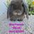 Adorable 10 thumbnail