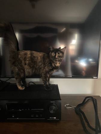 1-year old female Cat Needs New Home (emeryville)63611939539329123