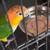 Caique 3 thumbnail