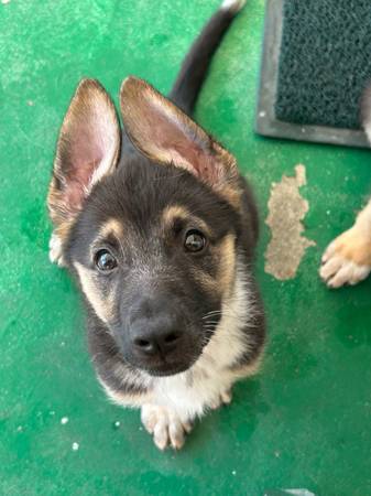 Rehoming/ Adoption (Los Angeles)63932506450947122
