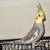 Cockatiels needing new home 5 thumbnail