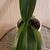 plants in vases 8 thumbnail