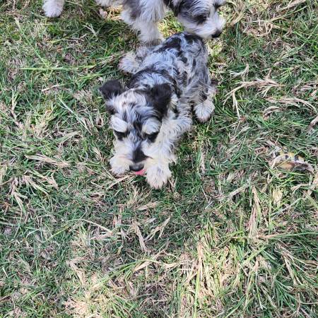 Cachorros de Schnauzer Miniatura (Goldthwaite)63839343795841122