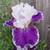 Bag of Iris 3 thumbnail