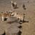Mini goats 1 thumbnail