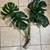 Large monstera deliciosa - 2.5 feet tall 2 thumbnail