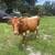 Heifer 3 thumbnail