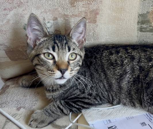 Gatito macho rescatado, castrado y vacunado: podemos entregar (berkeley norte / colinas)63836592237571123