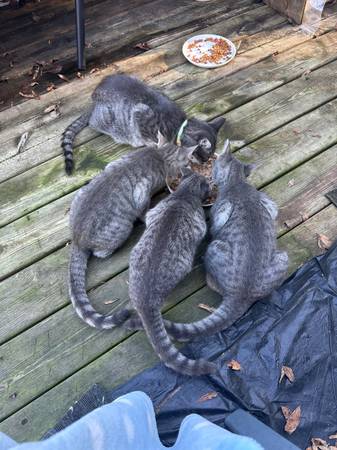Gatitos para un buen hogar (valle de Eden)63874890068609121