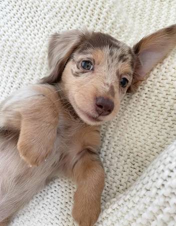 Dachshund PerfectPuppY (Two10-200-7748)63668241931139120