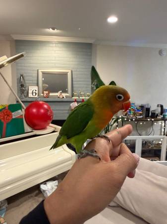 Friendly Baby Lovebird 1
