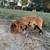 Registered Kune Kune Piglets 2 thumbnail