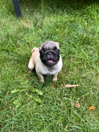Pugs, a puppy and adult, for rehoming63624514955265121