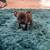 American pocket bully puppies 5 thumbnail