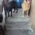Free 2 dogs 3 thumbnail