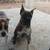 Rehoming Boxer Puppy 8 months 5 thumbnail