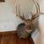 Deer mount 1 thumbnail