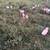Barnyard mix chickens 4 thumbnail