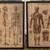 Vintage human anatomy posters 1 thumbnail