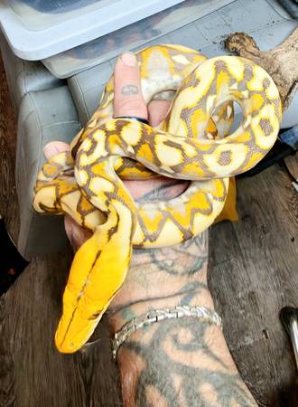 Reptiles63967147125634121