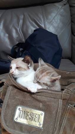 Kittens/ Cats need Home (battle ground)