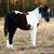 Percheron paint cross filly 1 thumbnail