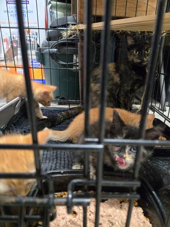 Gatitos por una pequeña tarifa de reubicación (Fletcher)64145663217793122