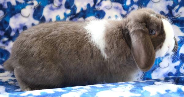 Chocolate holland lop (Vernonia)63842373991427124