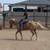 Trail/Ranch Gelding 3 thumbnail
