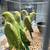 Rosellas & Ringnecks 3 thumbnail
