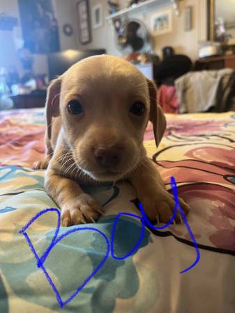 Maltese chihuahua mixed puppies (Crandall)63937540066179122