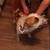 Queensland heeler 1 thumbnail