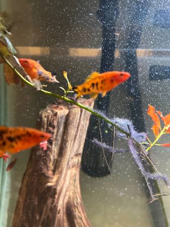 Fish - Swordtails 1