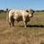 Charolais bulls 3 thumbnail