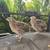 COTURNIX QUAILS 1 thumbnail