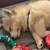 Pomsky Puppy Rehoming 6 thumbnail