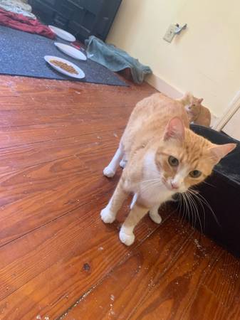 Gata naranja rescatada necesita hogar (Ciudad de Panamá)63932506961154122