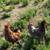 Chickens 7 thumbnail