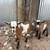 Nigerian Dwarf Goat Buck 8 thumbnail