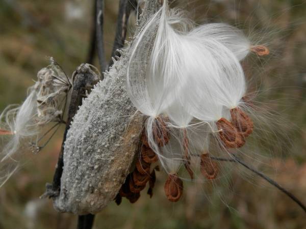 Milkweed Pods, Anyone? 1