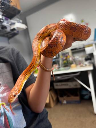 Red Factor Corn Snake - born 2023 1
