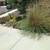 Palm tree, landscaping clean up 11 thumbnail