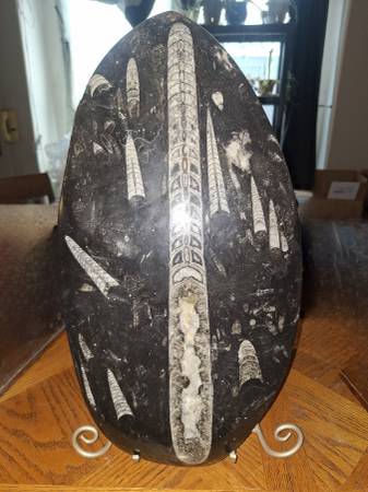 Orthoceras fossil display w/ Stand 1