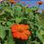 Mexican sunflower SEEDS (4-$1) 7 thumbnail