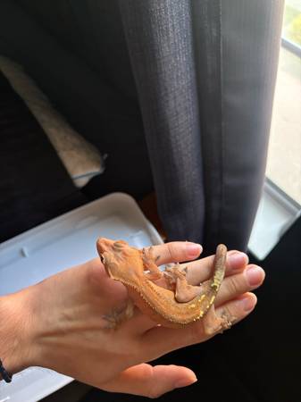 Crested Gecko 1