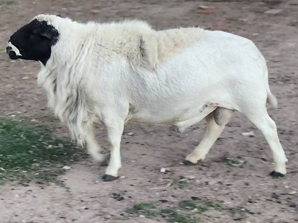 Dorper Ram OBO 1