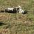 Two Great Pyrenees 10 months 1 thumbnail
