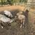 Ram lambs 1 thumbnail
