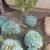 Succulents -very nice varieties & sizes -read description for pricing 9 thumbnail