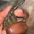 Sailfin Dragon 3 thumbnail